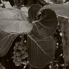Bw_seagrapes1_thumb