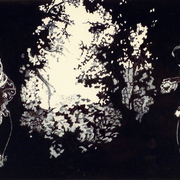 Woodland_voices_card