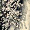 Natural_features_-_shadow_thumb