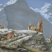 Marmots_card
