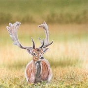Deer_600_card
