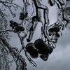 Ice_buds_thumb