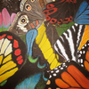 Wingsofcolor_thumb