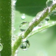 Crop_4_raindrops_card