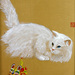 Charming_square