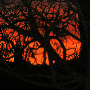 Twilight_card