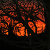 Twilight_thumb
