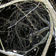 This_night_snow_in_the_plum_tree_card
