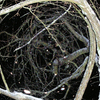 This_night_snow_in_the_plum_tree_thumb