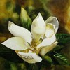 Southern_magnolia