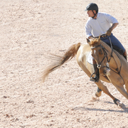 Equestrian_3_card