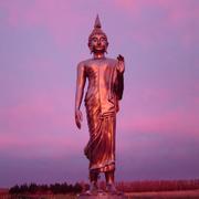 Buddha_wild8_card