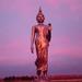Buddha_wild8_square