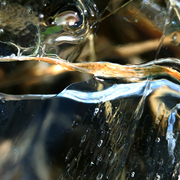 Tide_card