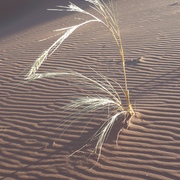 Namib_niki_2_051_card