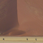 Namib_niki_3_037_card