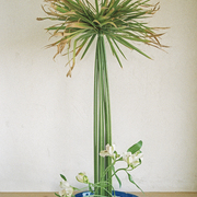 Ikebana-028_card