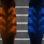 Redblueplant01_card