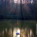 Swan_square