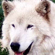 Never_cry_wolf_card