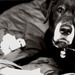 Assickasadog_square