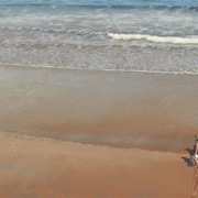 Web-un-paseo-por-la-concha_card