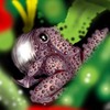 Frog_thumb