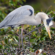 Heron_tricolor_card