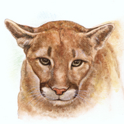 Hfnbvj_card