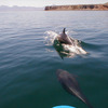 Dolphins_in_water_ex_thumb