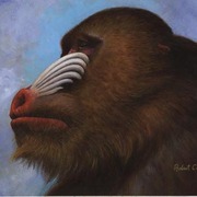 Ape_card