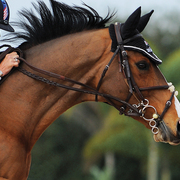 Equestrian_1334_card
