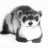 Black_footed_ferret_thumb