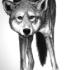 Red_wolf_thumb