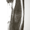 Brown_pelican_thumb