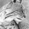 Bobcat_thumb