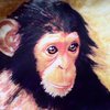 Chimp_thumb