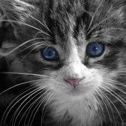 Pink_nose_card