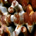 Vertebrae_square