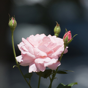 Like_a_rose_card