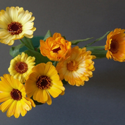 Thancksgiving_crop_card