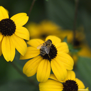 One_bee_over_the_flover_s_nest_card