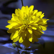 Rhapsody_in_blue_and_yellow_1_card