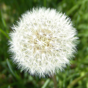 Snowball_card