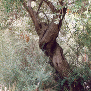 Scan0005_card