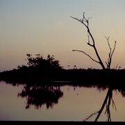 Tree_card