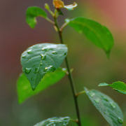 Leaves_after_rain_card