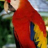 Red_parrot_thumb