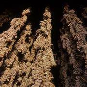 Img066_card