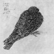 Dyingpigeon_card